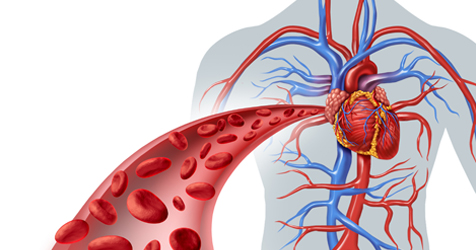 Circulatory System